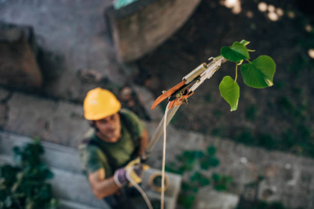 Tree and Shrub Care in Marysville, PA